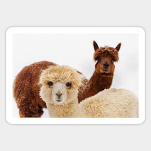 Alpacas Magnet